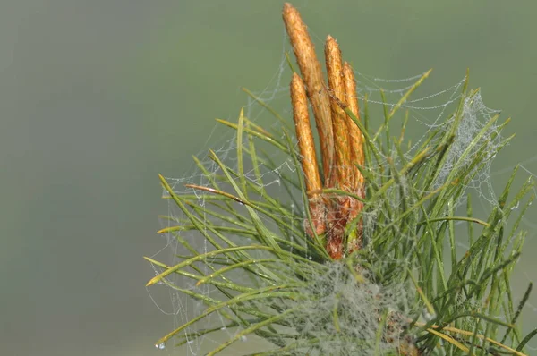 木の先端に春に成長する松の若芽 咳止めシロップを作る芽の治癒特性 — ストック写真