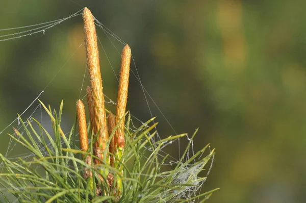 Brotes Jóvenes Pino Que Crecen Primavera Las Puntas Los Árboles —  Fotos de Stock