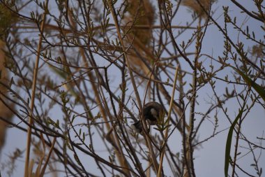 Beyaz kulaklı bulbul Pycnonotus löcotis, Ürdün 'deki Al Azrak rezervinde bir bastona tünemiş ve bir eş bulup yuva yapmak için çiftleşme şarkısı söyleyen bir kuş. yerleşik türler ve turistik eğlence.