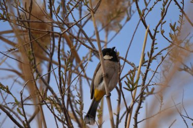 Beyaz kulaklı bulbul Pycnonotus löcotis, Ürdün 'deki Al Azrak rezervinde bir bastona tünemiş ve bir eş bulup yuva yapmak için çiftleşme şarkısı söyleyen bir kuş. yerleşik türler ve turistik eğlence.