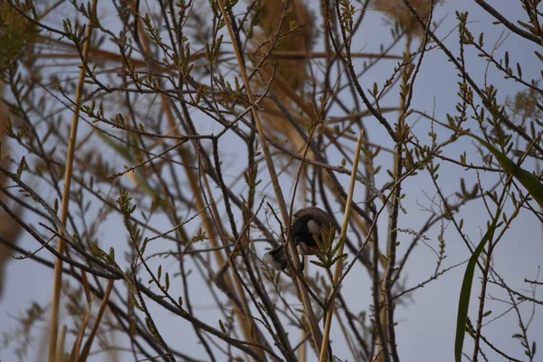 요르단의 보호구역에 나뭇가지에 둥지를 노래를 부릅니다 — 스톡 사진