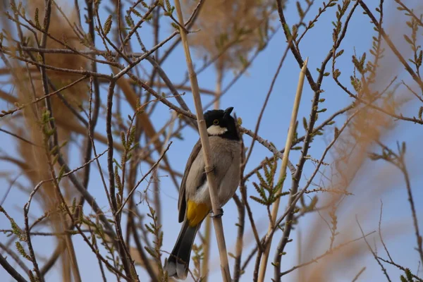 Weißohr Bulbul Pycnonotus Leucotis Ein Vogel Der Auf Einem Stock — Stockfoto