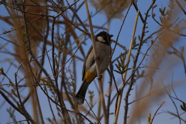 Bulbul Białogłowy Pycnonotus Leucotis Ptak Siedzący Lasce Rezerwacie Azrak Jordanii — Zdjęcie stockowe