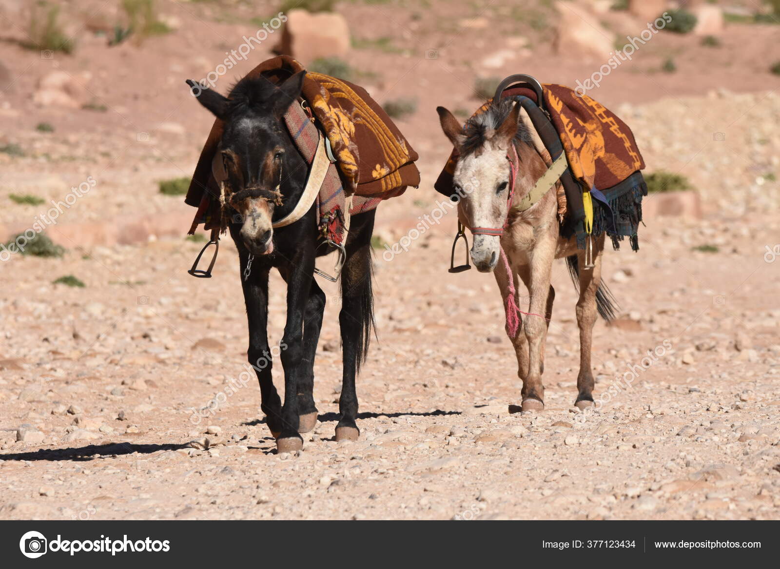 Pack mule Stock Photos, Royalty Free Pack mule Images | Depositphotos Pack mule Stock Photos, Royalty Free Pack mule Images | Depositphotos
