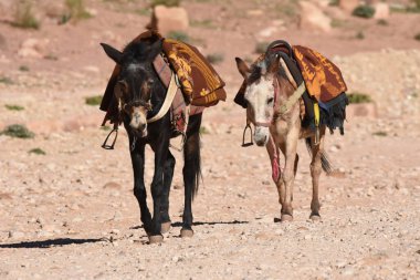 Donkeys working as transport and pack animals in Petra, Jordan. Persistent animals used to transport tourists around the ancient Nabatean city in the mountains. clipart