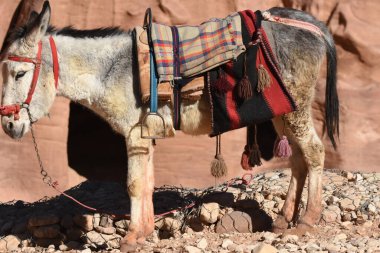 Ürdün, Petra 'da hayvan taşıyıp paketlemek için çalışan eşekler. Kalıcı hayvanlar, dağlardaki antik Nabatean şehrinde turistleri taşımak için kullanılırdı..