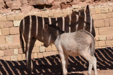 Ürdün, Petra 'da hayvan taşıyıp paketlemek için çalışan eşekler. Kalıcı hayvanlar, dağlardaki antik Nabatean şehrinde turistleri taşımak için kullanılırdı..