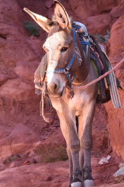 Ürdün, Petra 'da hayvan taşıyıp paketlemek için çalışan eşekler. Kalıcı hayvanlar, dağlardaki antik Nabatean şehrinde turistleri taşımak için kullanılırdı..