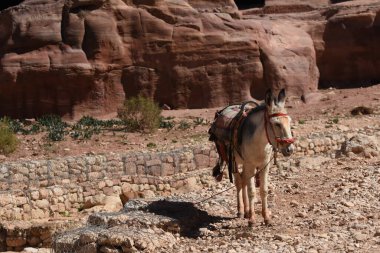 Ürdün, Petra 'da hayvan taşıyıp paketlemek için çalışan eşekler. Kalıcı hayvanlar, dağlardaki antik Nabatean şehrinde turistleri taşımak için kullanılırdı..