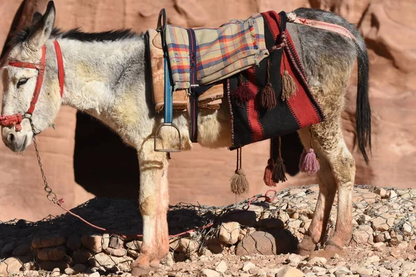 Ürdün Petra Hayvan Taşıyıp Paketlemek Için Çalışan Eşekler Kalıcı Hayvanlar — Stok fotoğraf