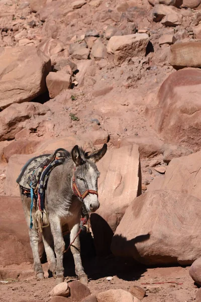 Donkeys working as transport and pack animals in Petra, Jordan. Persistent animals used to transport tourists around the ancient Nabatean city in the mountains.