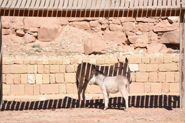 Donkeys working as transport and pack animals in Petra, Jordan. Persistent animals used to transport tourists around the ancient Nabatean city in the mountains.