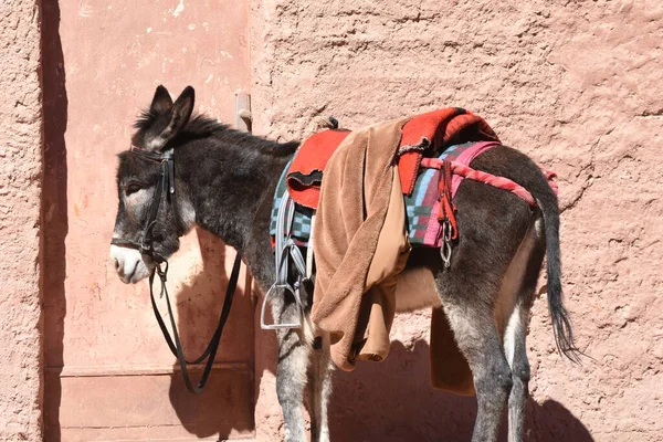 Donkeys working as transport and pack animals in Petra, Jordan. Persistent animals used to transport tourists around the ancient Nabatean city in the mountains.