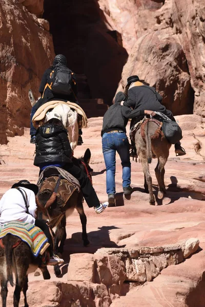 Donkeys working as transport and pack animals in Petra, Jordan. Persistent animals used to transport tourists around the ancient Nabatean city in the mountains.