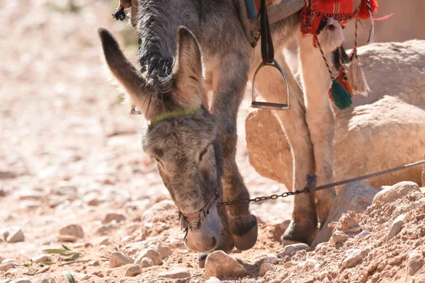 Szamarak Szállítják Pakolják Állatokat Petrában Jordániában Állhatatos Állatok Szállították Turistákat — Stock Fotó
