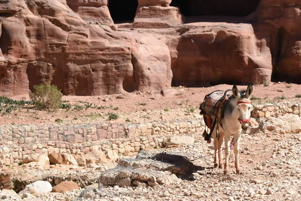 Donkeys working as transport and pack animals in Petra, Jordan. Persistent animals used to transport tourists around the ancient Nabatean city in the mountains.