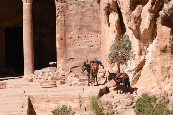 Donkeys working as transport and pack animals in Petra, Jordan. Persistent animals used to transport tourists around the ancient Nabatean city in the mountains.