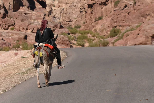Osły Pracujące Jako Transportowce Pakujące Zwierzęta Petrze Jordania Uporczywe Zwierzęta — Zdjęcie stockowe
