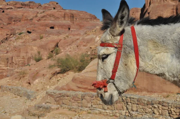 Donkeys working as transport and pack animals in Petra, Jordan. Persistent animals used to transport tourists around the ancient Nabatean city in the mountains.