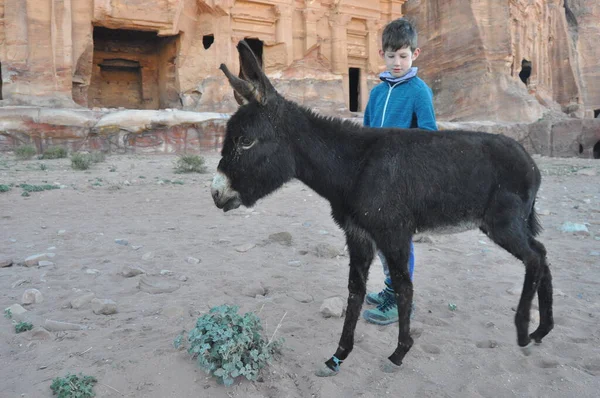 Esel Als Transport Und Lasttiere Petra Jordanien Hartnäckige Tiere Transportierten — Stockfoto