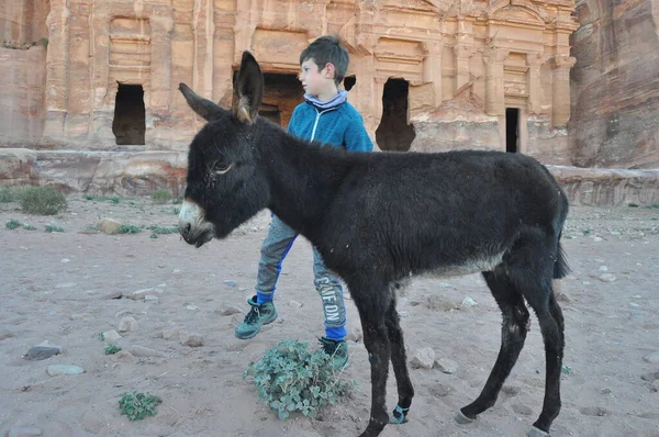 Donkeys working as transport and pack animals in Petra, Jordan. Persistent animals used to transport tourists around the ancient Nabatean city in the mountains.