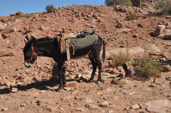 Donkeys working as transport and pack animals in Petra, Jordan. Persistent animals used to transport tourists around the ancient Nabatean city in the mountains.