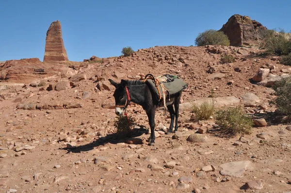 Donkeys working as transport and pack animals in Petra, Jordan. Persistent animals used to transport tourists around the ancient Nabatean city in the mountains.