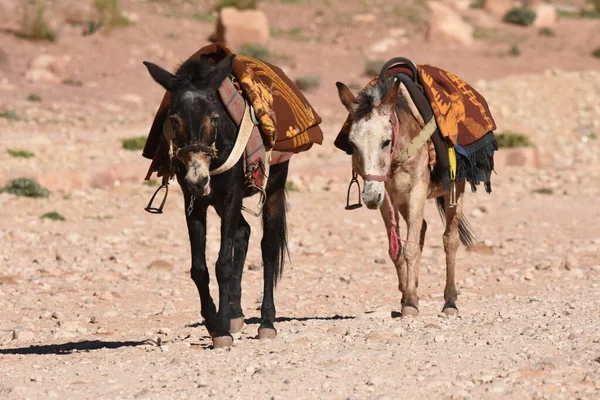Burros Trabalhando Como Transporte Embalar Animais Petra Jordânia Animais Persistentes Imagem De Stock
