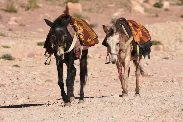 Burros Que Trabajan Como Animales Transporte Carga Petra Jordania Animales Imagen de archivo