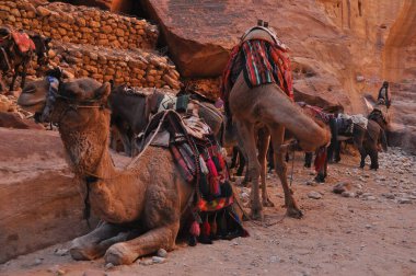 Dromedary camel in the ancient city of Nabe Petra. Tourist attraction and transport for visitors. A ship of the desert, traveling in caravans. clipart