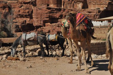 Nabe Petra antik şehrinde Dromedary devesi. Ziyaretçiler için turistik eğlence ve ulaşım. Bir çöl gemisi, kervanlarla seyahat ediyor..