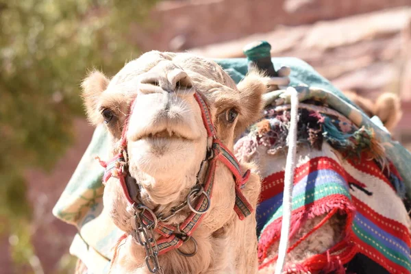 Dromedario Camello Antigua Ciudad Nabe Petra Atracción Turística Transporte Para — Foto de Stock