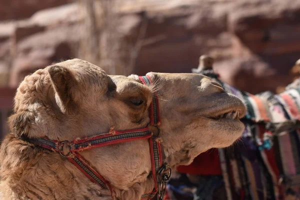 Dromedario Camello Antigua Ciudad Nabe Petra Atracción Turística Transporte Para — Foto de Stock