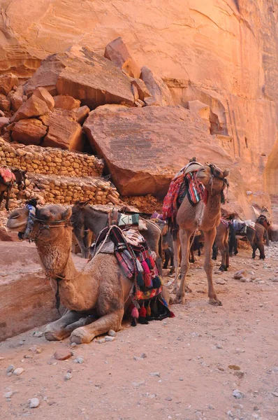 在古城Nabe Petra产下的骆驼 游客的旅游景点和交通工具 一艘船乘大篷车在沙漠中航行的船 — 图库照片