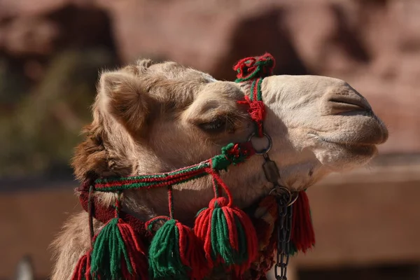 Nabe Petra Antik Şehrinde Dromedary Devesi Ziyaretçiler Için Turistik Eğlence — Stok fotoğraf