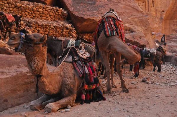 Nabe Petra antik şehrinde Dromedary devesi. Ziyaretçiler için turistik eğlence ve ulaşım. Bir çöl gemisi, kervanlarla seyahat ediyor..
