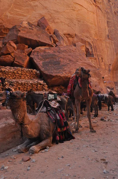 Nabe Petra Antik Şehrinde Dromedary Devesi Ziyaretçiler Için Turistik Eğlence — Stok fotoğraf