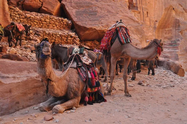 Dromedario Camello Antigua Ciudad Nabe Petra Atracción Turística Transporte Para — Foto de Stock