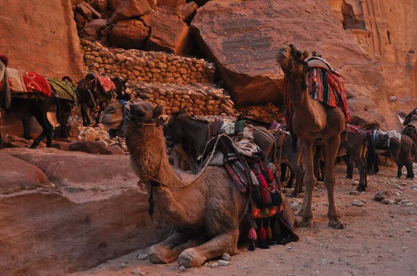 Camelo Dromedário Antiga Cidade Nabe Petra Atração Turística Transporte Para — Fotografia de Stock