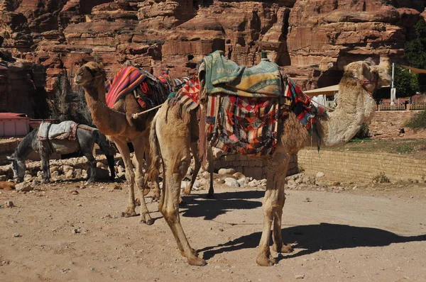 Camelo Dromedário Antiga Cidade Nabe Petra Atração Turística Transporte Para — Fotografia de Stock