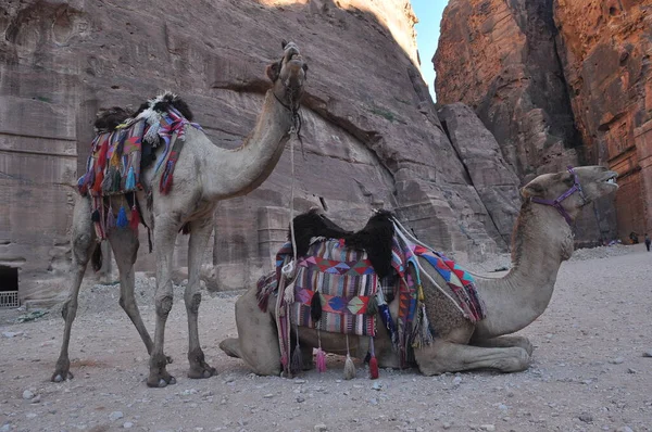 在古城Nabe Petra产下的骆驼 游客的旅游景点和交通工具 一艘船乘大篷车在沙漠中航行的船 — 图库照片