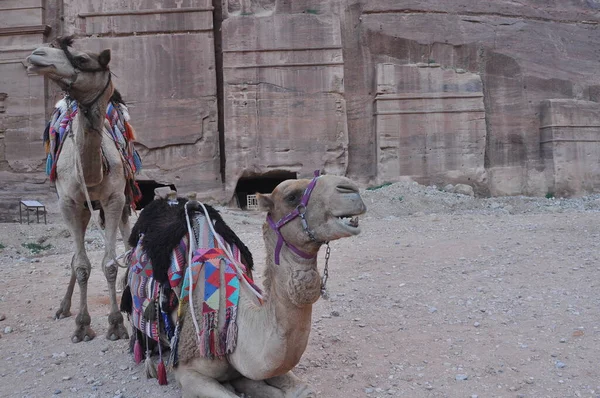 Camelo Dromedário Antiga Cidade Nabe Petra Atração Turística Transporte Para — Fotografia de Stock