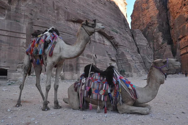 Camelo Dromedário Antiga Cidade Nabe Petra Atração Turística Transporte Para — Fotografia de Stock