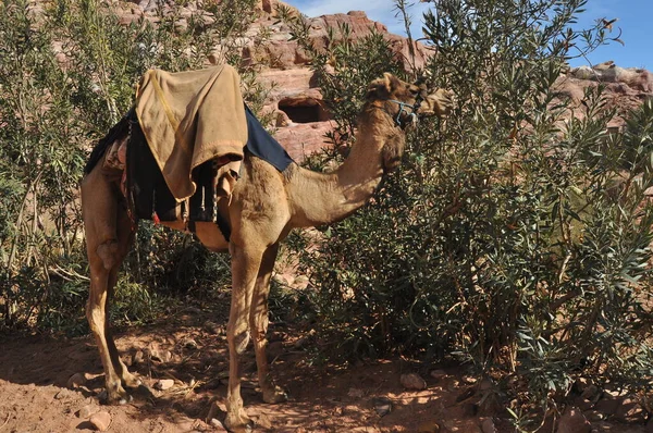 Dromedar Kamel Den Antika Staden Nabe Petra Turistattraktion Och Transport — Stockfoto