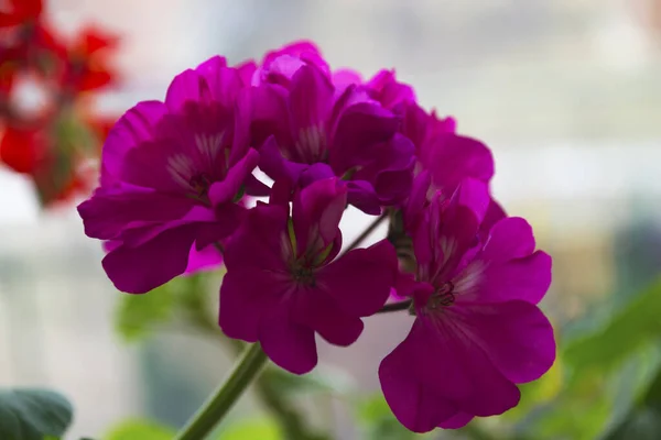 Inicio Flores Geranio Rosa —  Fotos de Stock