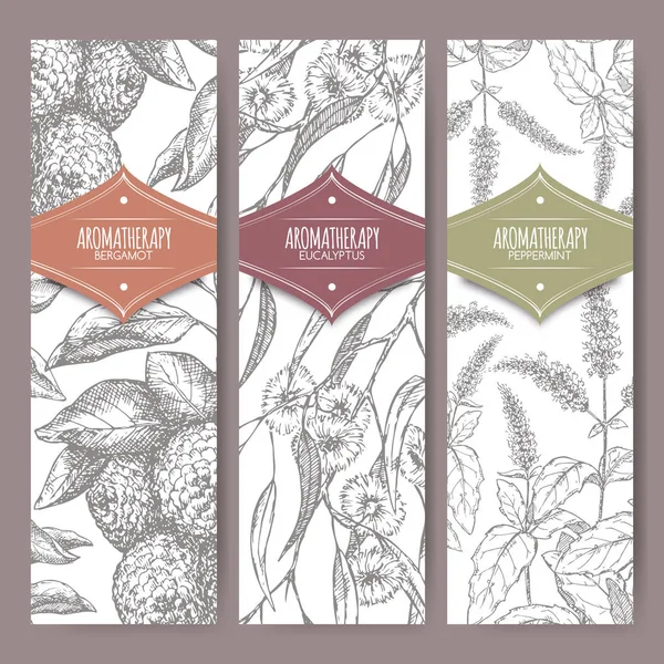 Set of three labels with bergamot, peppermint and eucalyptus sketch. — Stock Vector