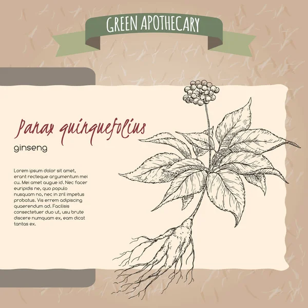 Panax quinquefolius alias sketsa gambar tangan ginseng . - Stok Vektor