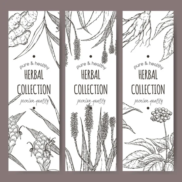 Üç zencefil, aloe ve ginseng ile bitkisel çay Etiketler vektör