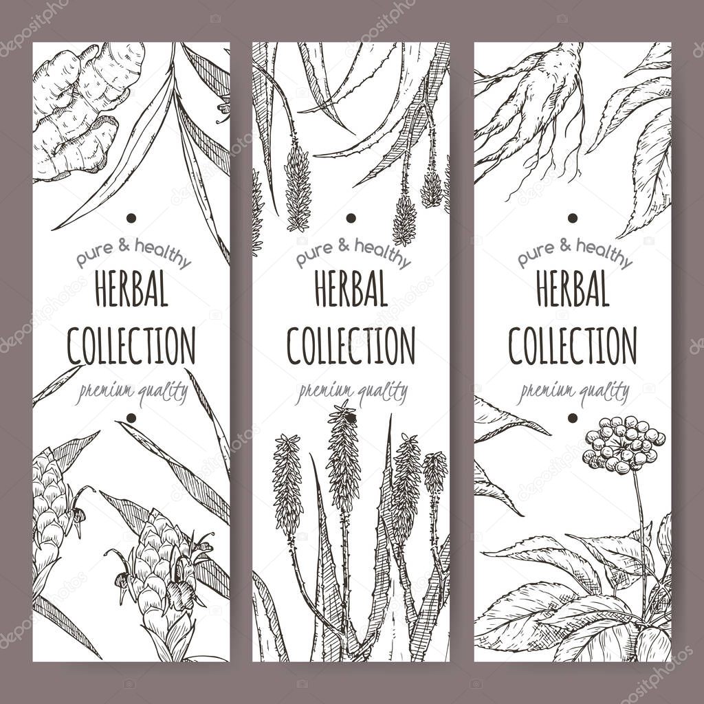 Three vector herbal tea labels with ginger, aloe and ginseng