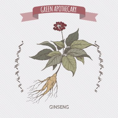 Panax quinquefolius aka ginseng colro el çizilmiş kroki.